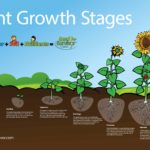 Plant Growth Stages
